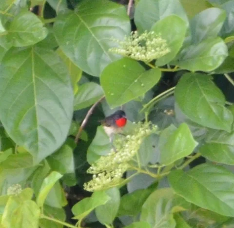红襟摄蜜鸟