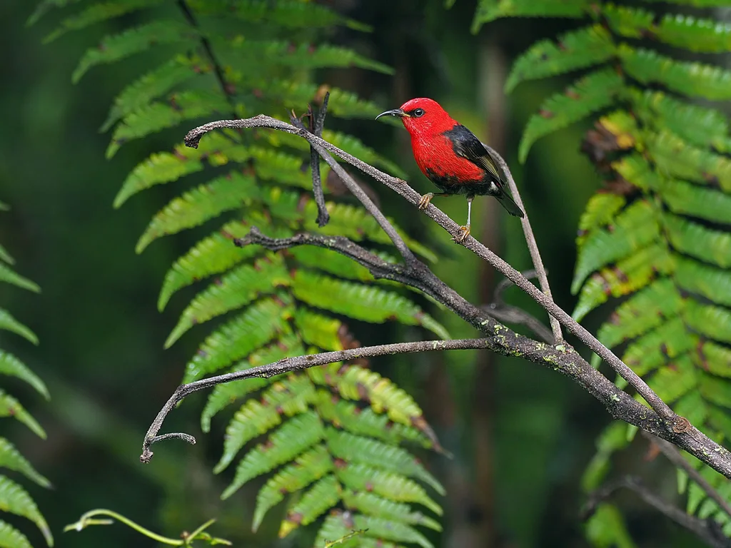 摩鹿加摄蜜鸟（Myzomela wakoloensis）