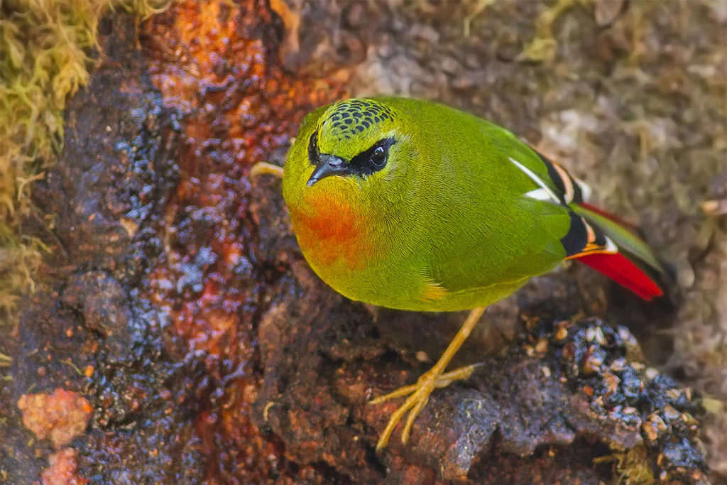 火尾绿鹛(Myzornis pyrrhoura)