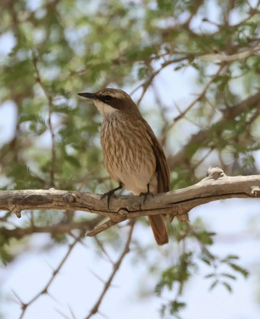 拟鹟鸲(Namibornis herero)