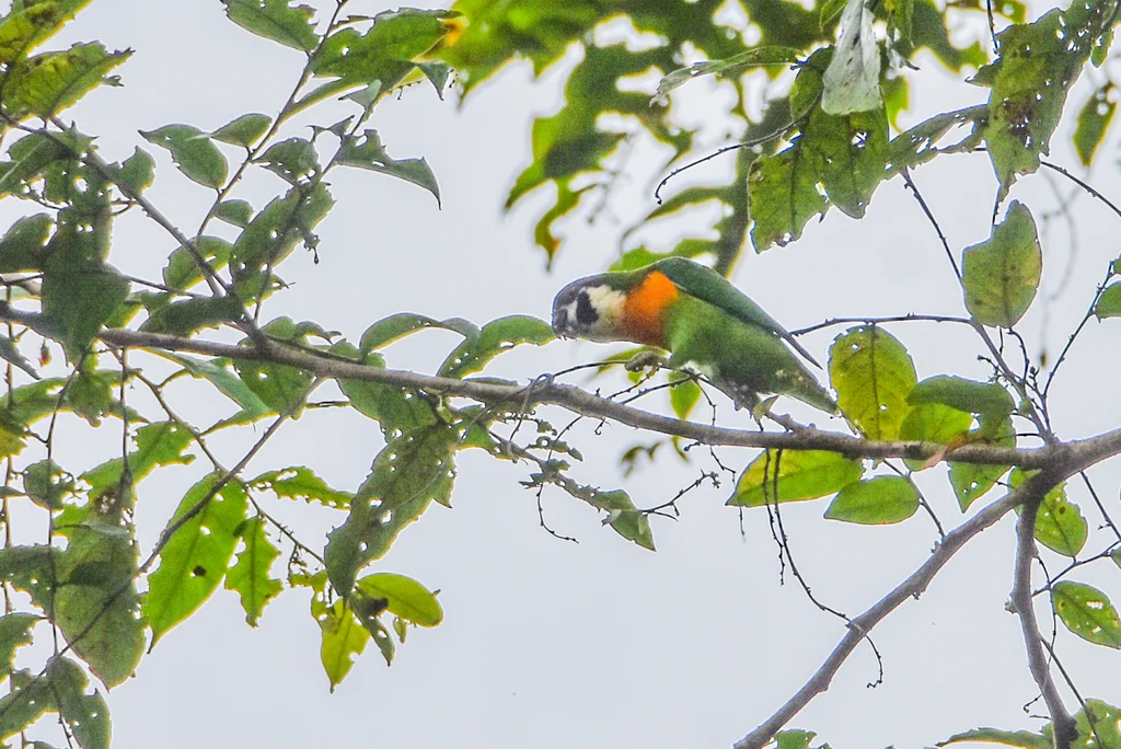 暗颊果鹦鹉（Nannopsittacus melanogenia）
