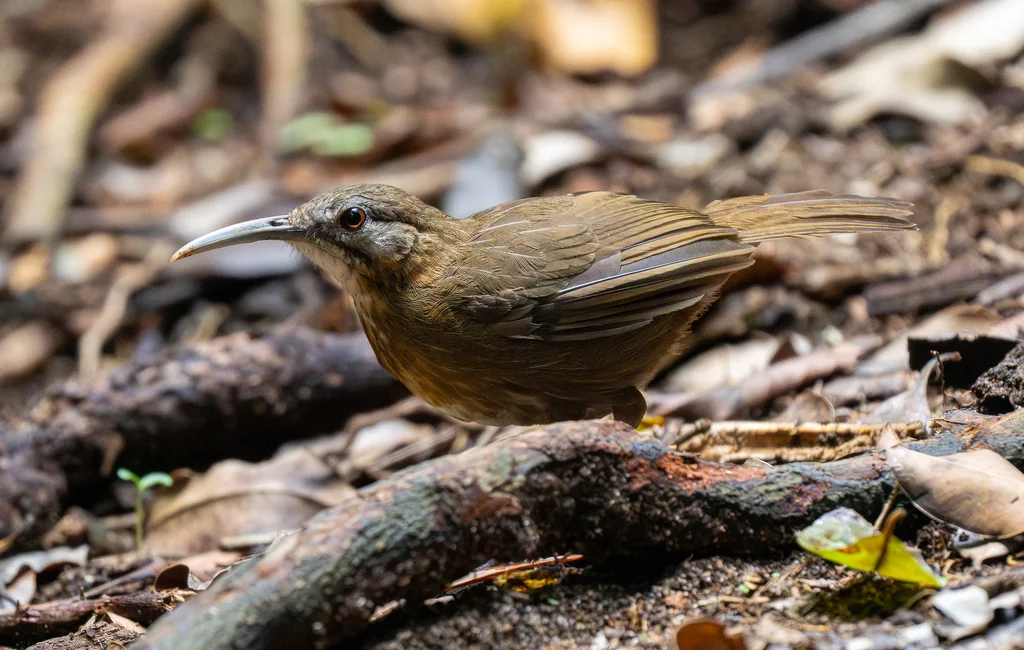 短尾钩嘴鹛(Napothera danjoui)