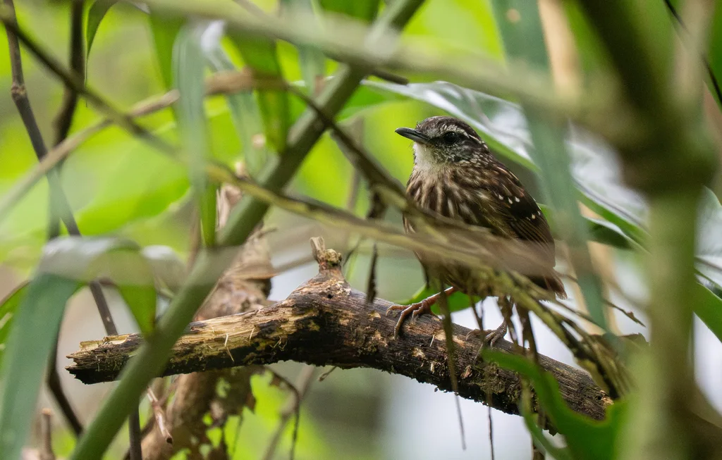 纹胸鹪鹛(Napothera epilepidota)
