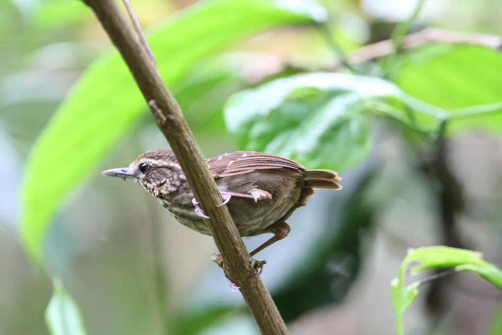 纹胸鹪鹛(Napothera epilepidota)