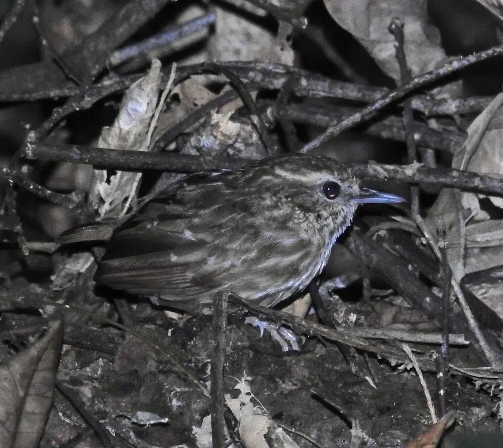 纹胸鹪鹛(Napothera epilepidota)