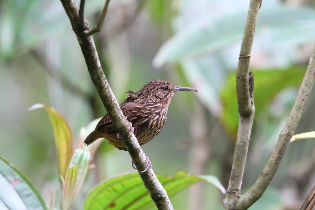 长嘴鹩鹛(Napothera malacoptila)