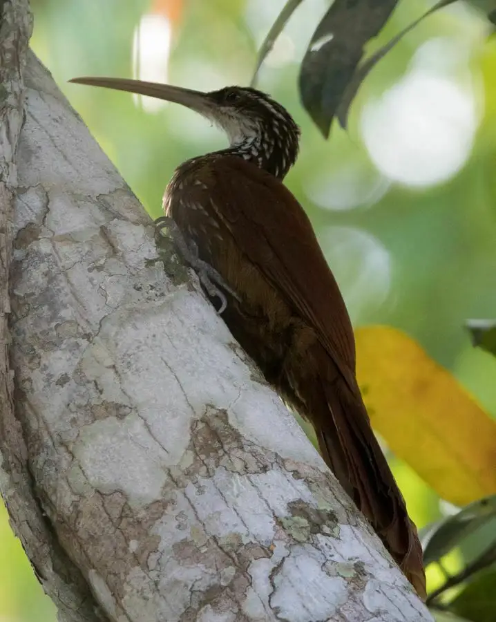 长嘴䴕雀(Nasica longirostris)