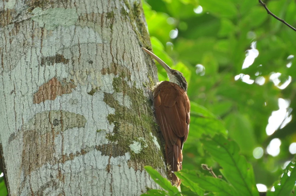 长嘴䴕雀(Nasica longirostris)