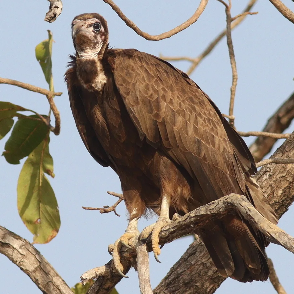 斗篷兀鹫(Necrosyrtes monachus)