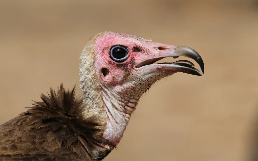 斗篷兀鹫(Necrosyrtes monachus)