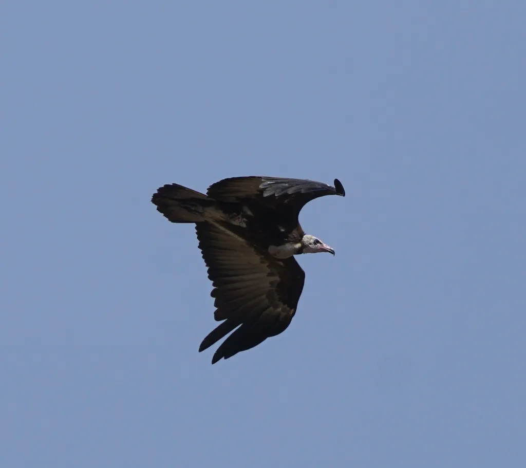 斗篷兀鹫(Necrosyrtes monachus)