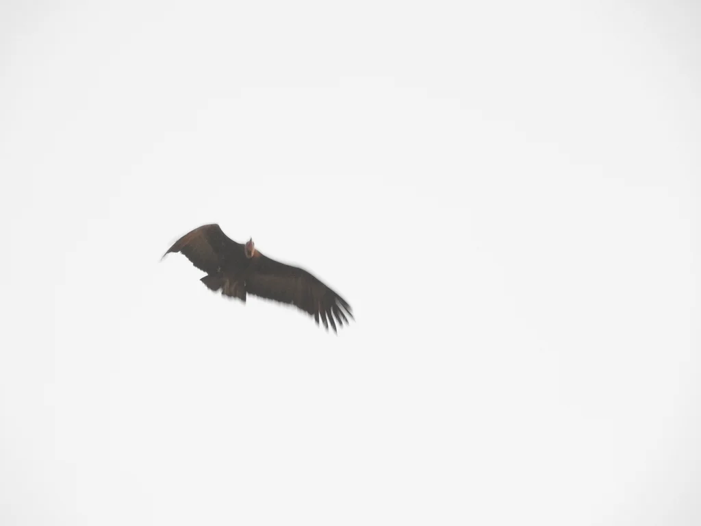 斗篷兀鹫(Necrosyrtes monachus)