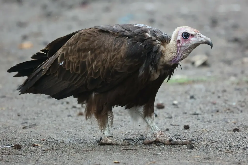 斗篷兀鹫(Necrosyrtes monachus)