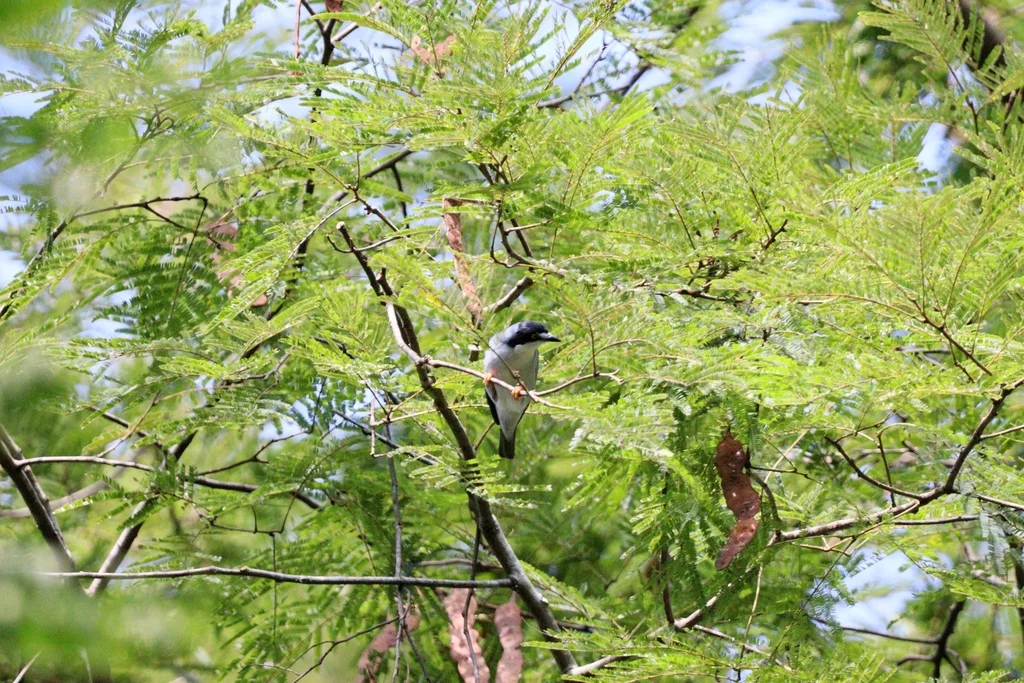 黑顶唐纳雀(Nemosia pileata)