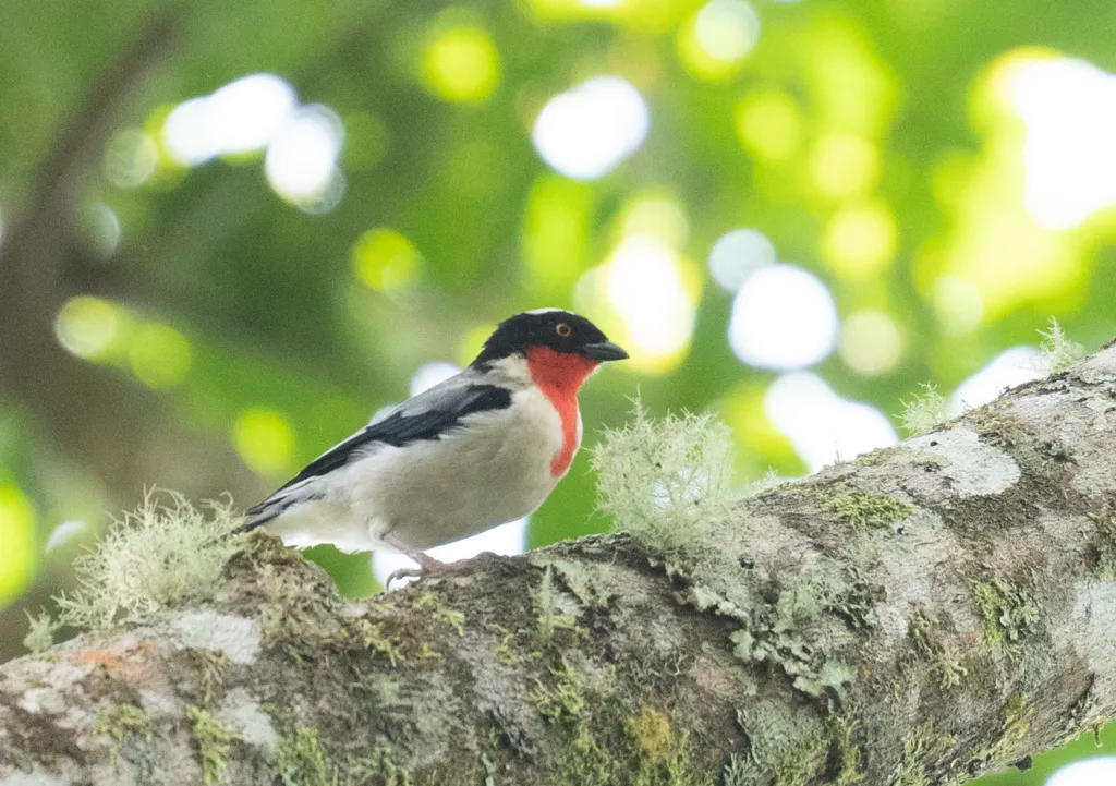 红喉唐纳雀(Nemosia rourei)