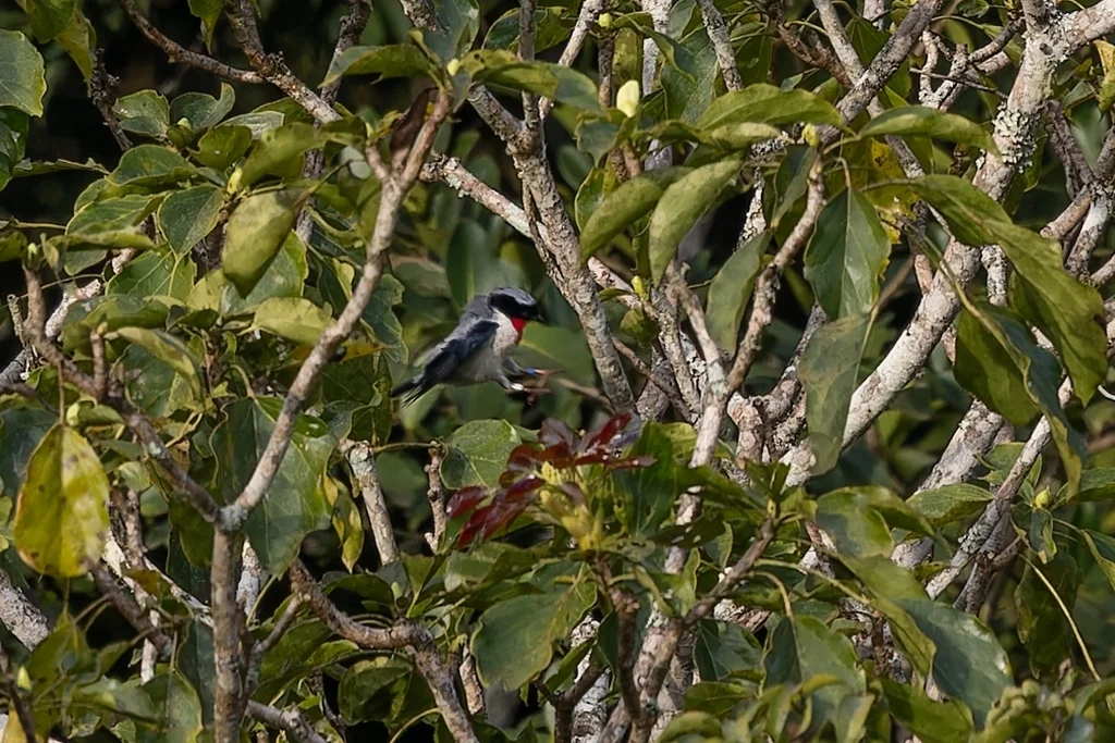 红喉唐纳雀(Nemosia rourei)