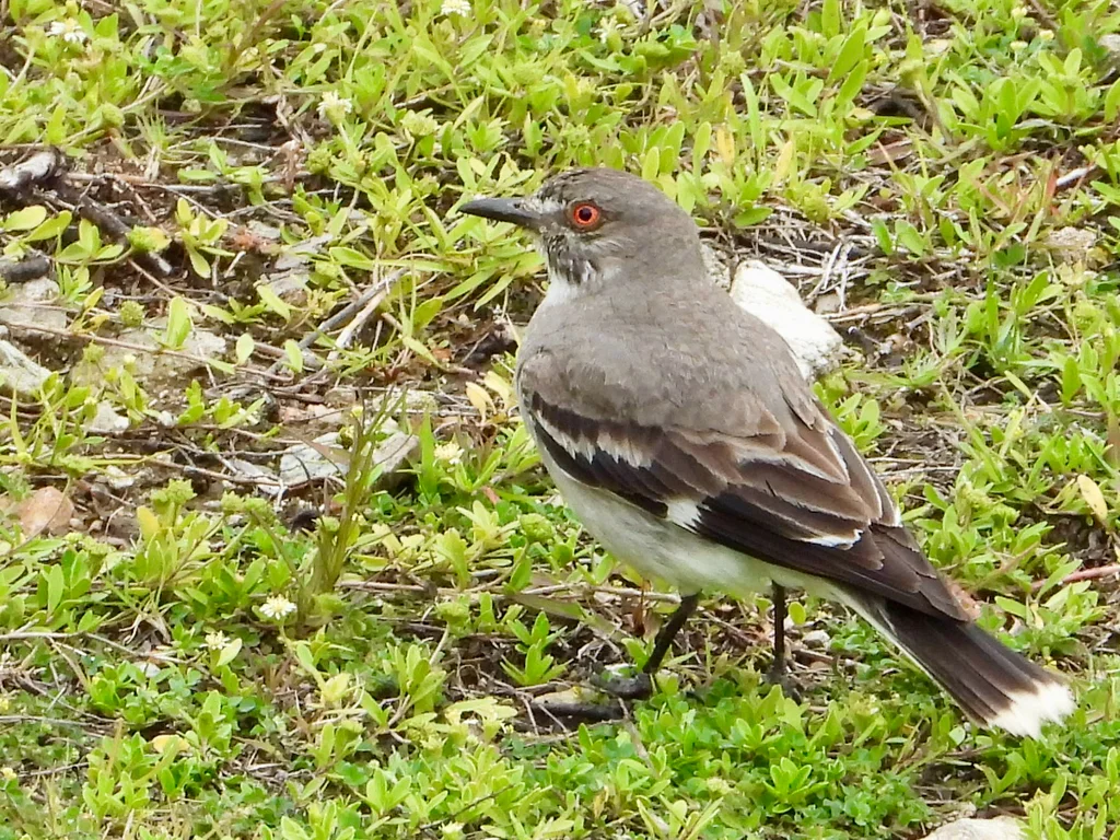 灰蒙霸鹟(Nengetus cinereus)