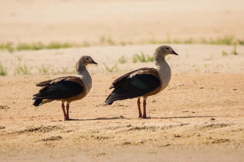绿翅雁