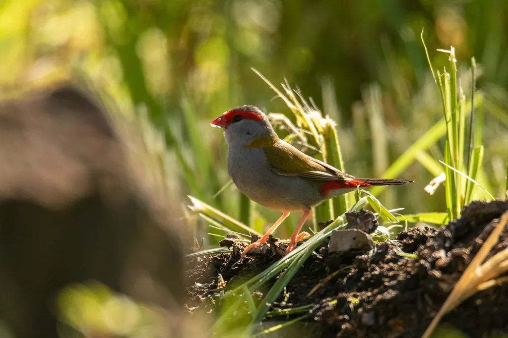 红眉火尾雀（Neochmia temporalis）