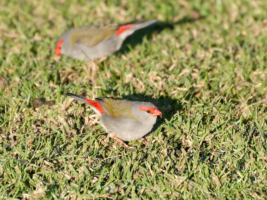 红眉火尾雀（Neochmia temporalis）