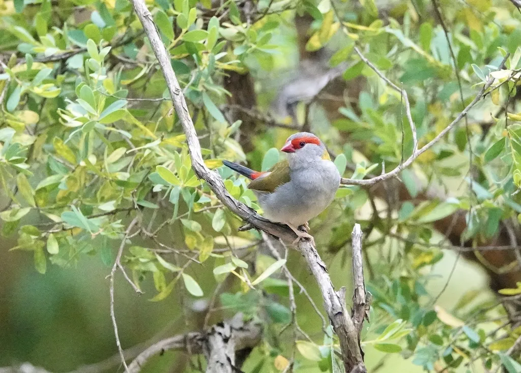 红眉火尾雀（Neochmia temporalis）