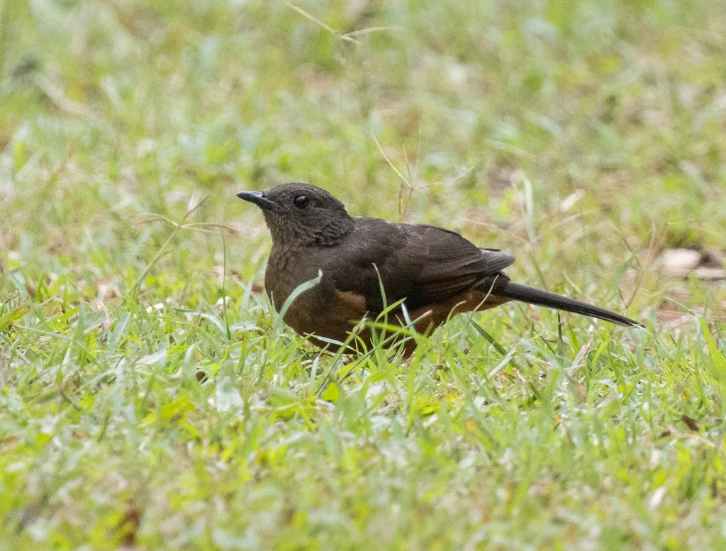 白尾蚁鸫(Neocossyphus poensis)
