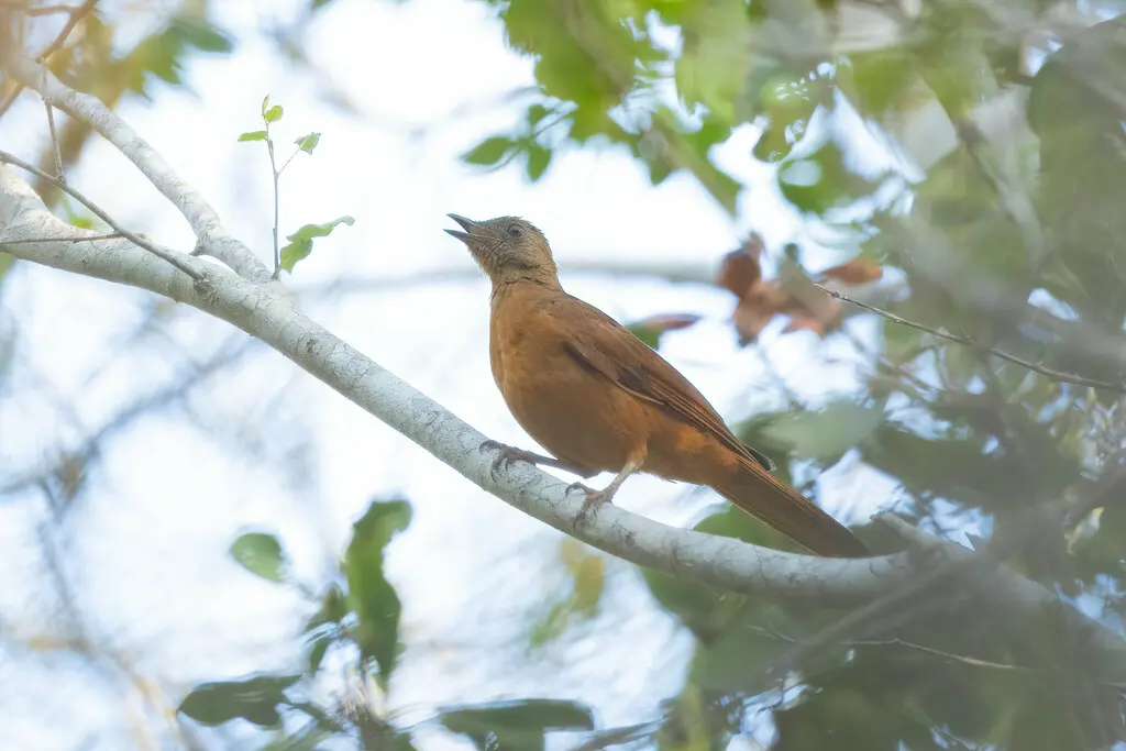 红尾蚁鸫(Neocossyphus rufus)