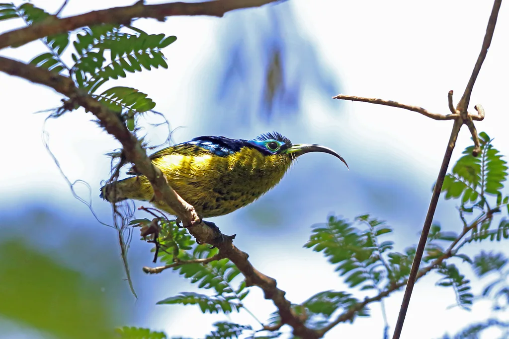 弯嘴裸眉鸫(Neodrepanis coruscans)