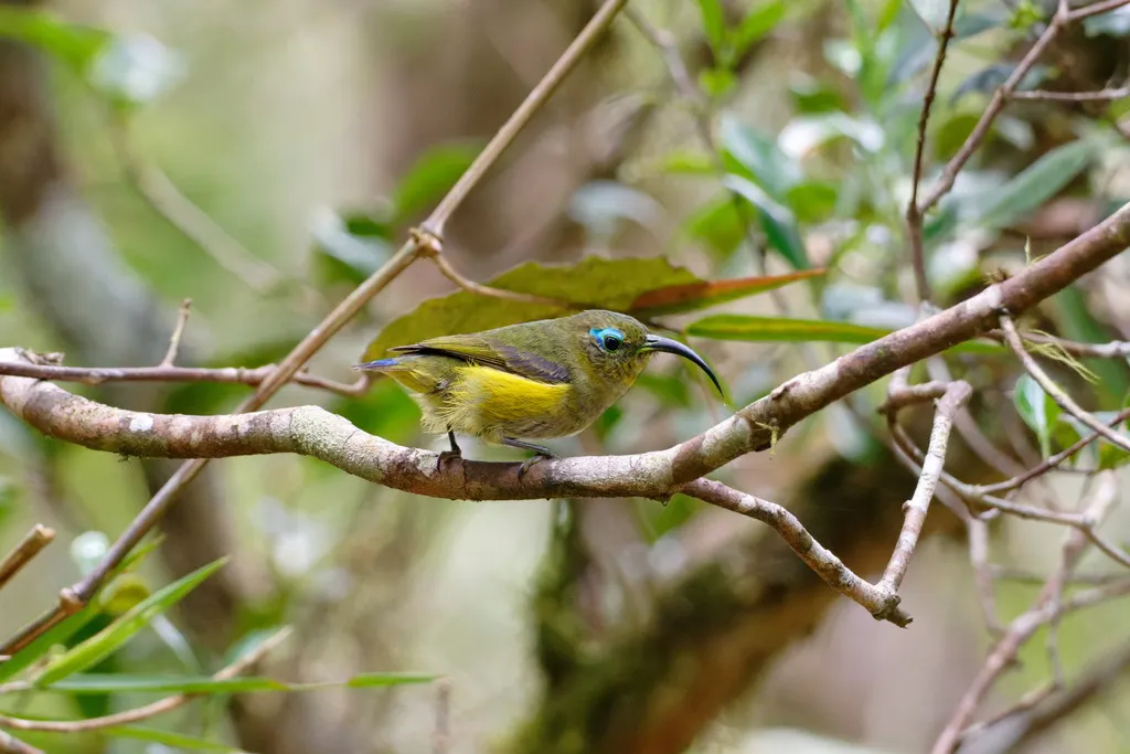 弯嘴裸眉鸫(Neodrepanis coruscans)