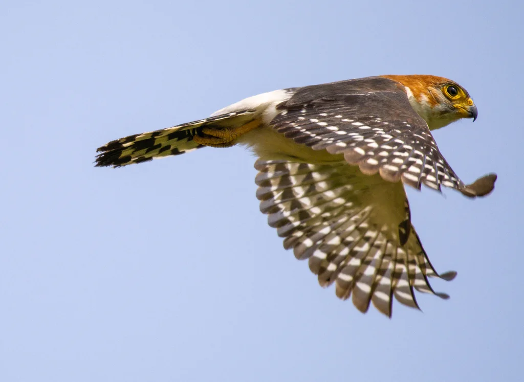 白腰侏隼（Neohierax insignis）