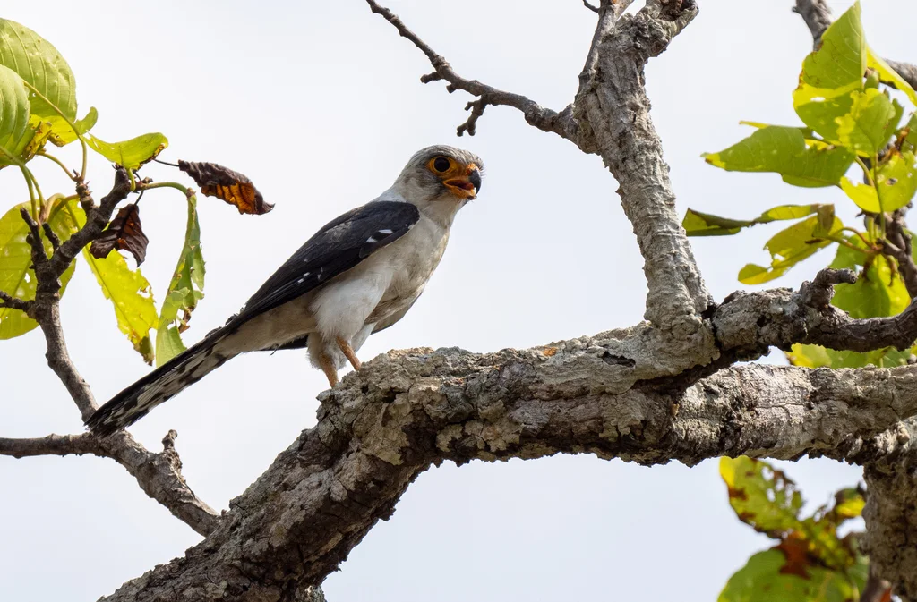 白腰侏隼（Neohierax insignis）