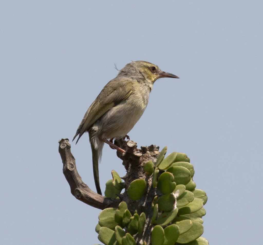 纹喉杂鹛(Neomixis striatigula)