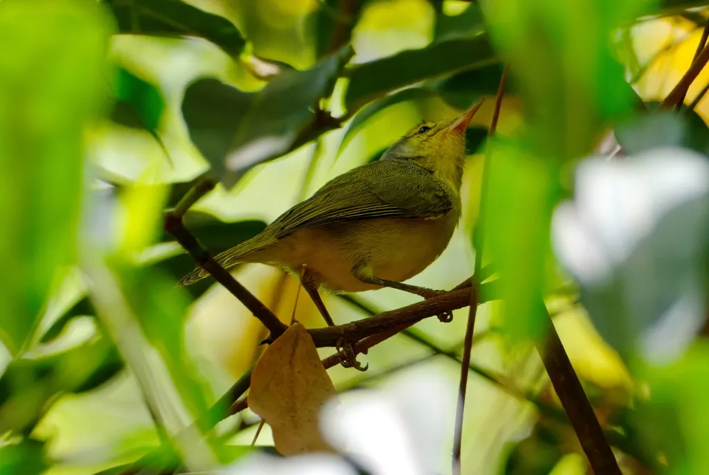 北杂鹛（Neomixis tenella）