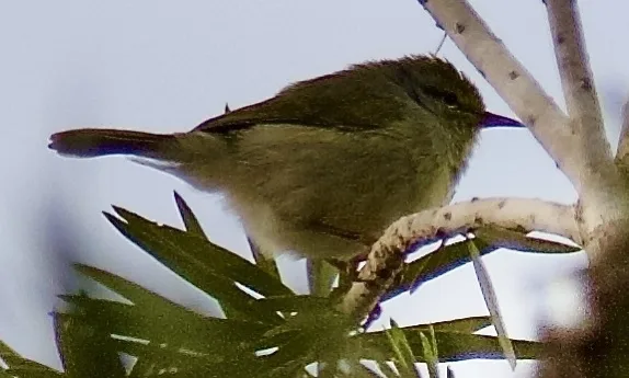 北杂鹛（Neomixis tenella）