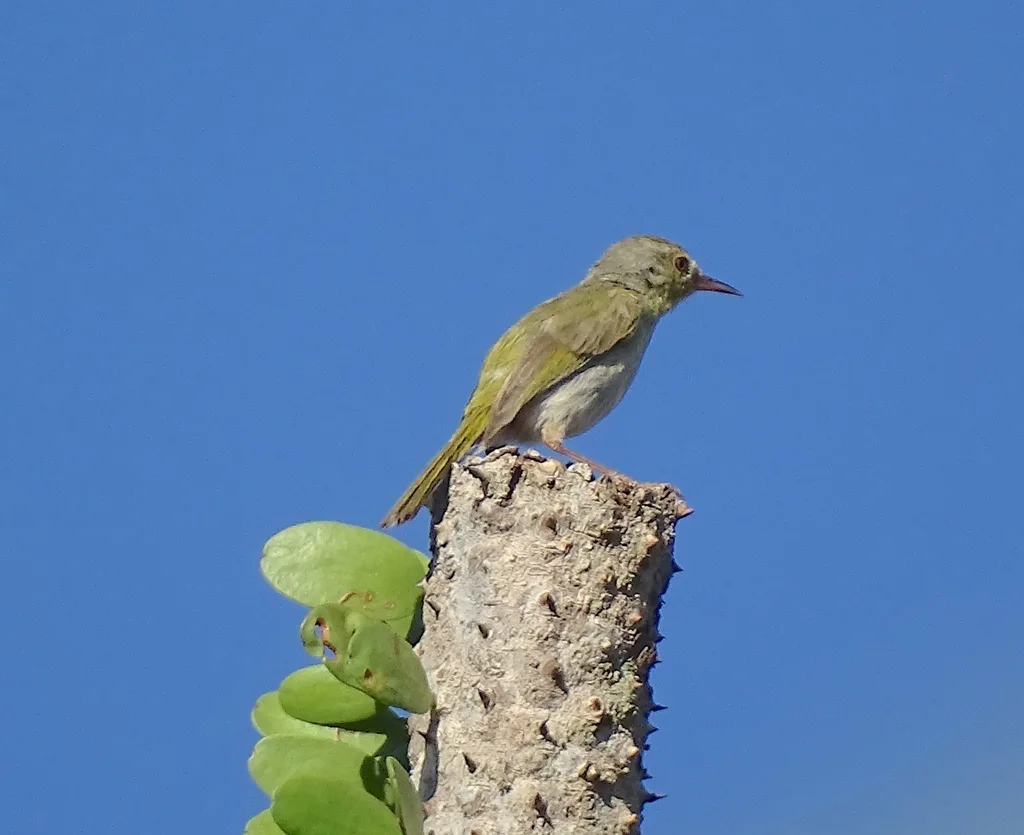 北杂鹛（Neomixis tenella）