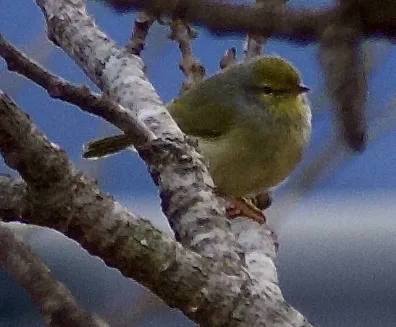 北杂鹛（Neomixis tenella）