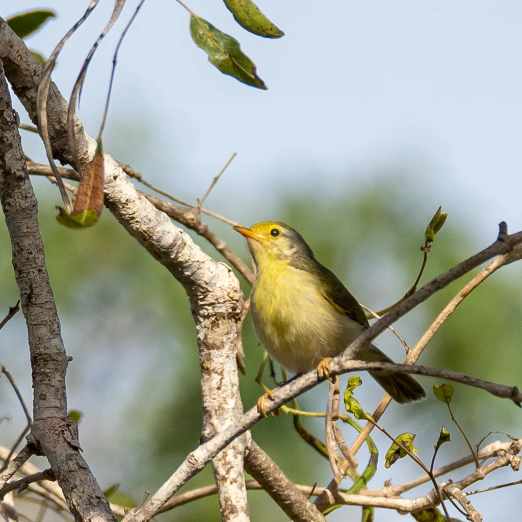 北杂鹛（Neomixis tenella）