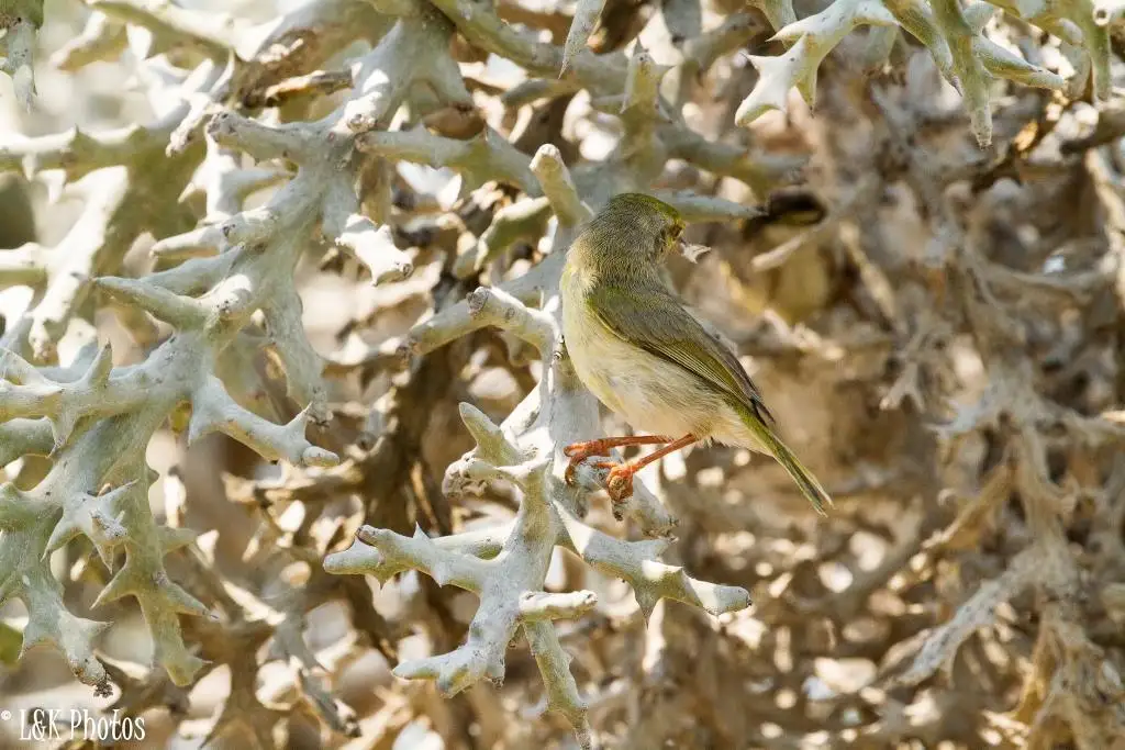 北杂鹛（Neomixis tenella）