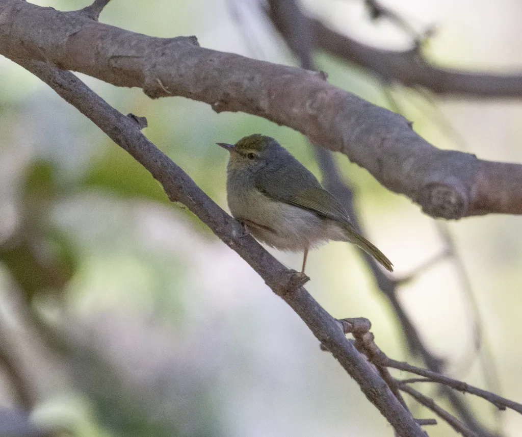 北杂鹛（Neomixis tenella）
