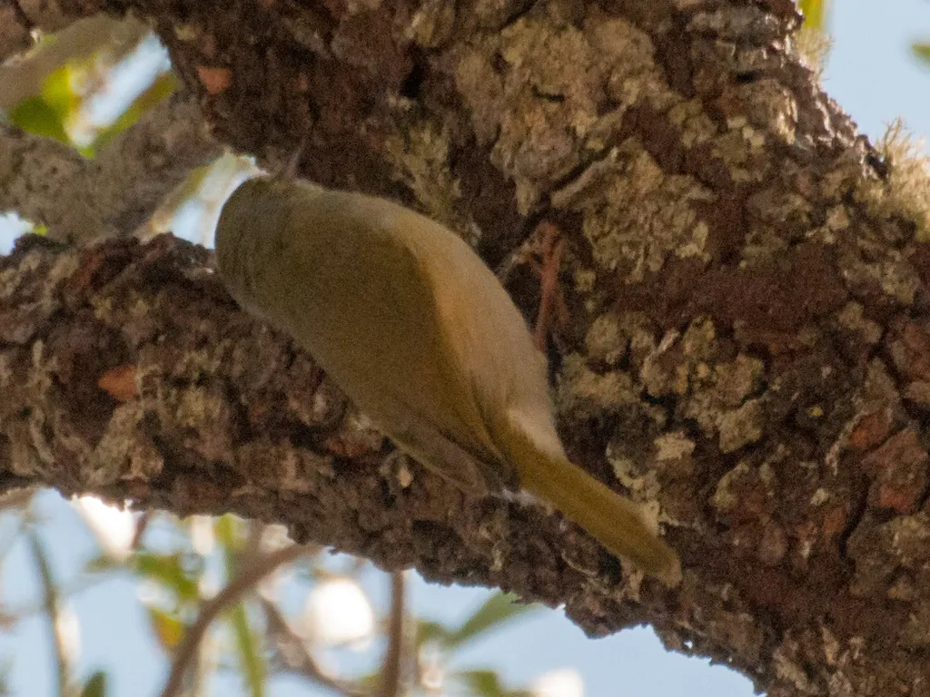 北杂鹛（Neomixis tenella）