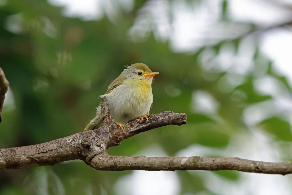 北杂鹛（Neomixis tenella）