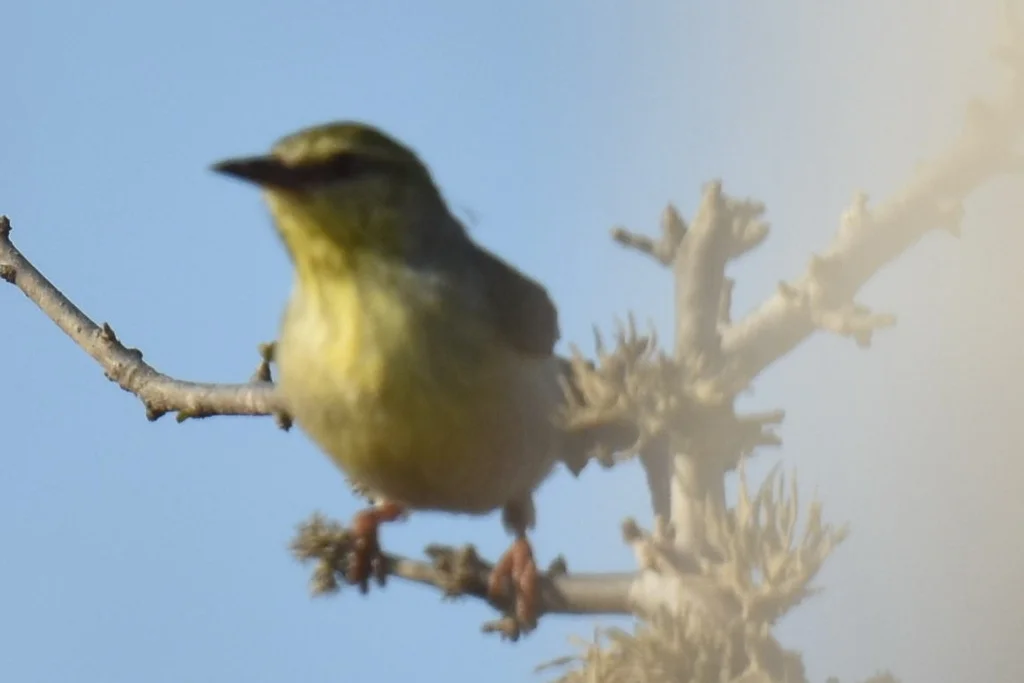 北杂鹛（Neomixis tenella）