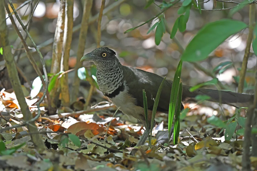 棕腹鸡鹃(Neomorphus geoffroyi)