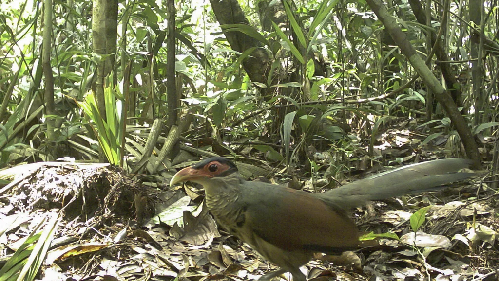 红嘴鸡鹃(Neomorphus pucheranii)