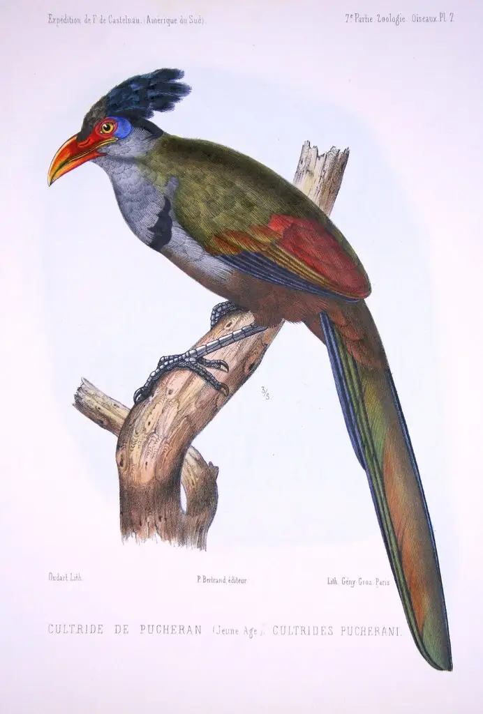 红嘴鸡鹃(Neomorphus pucheranii)
