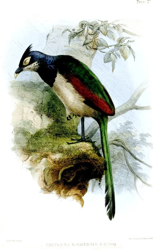 棕翅鸡鹃(Neomorphus rufipennis)