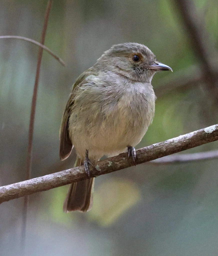淡腹霸娇鹟(Neopelma pallescens)