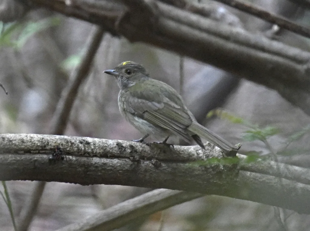 淡腹霸娇鹟(Neopelma pallescens)