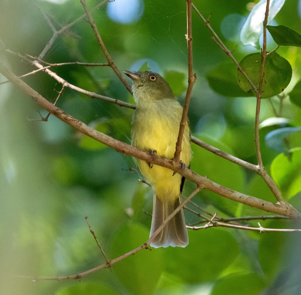 黄腹霸娇鹟(Neopelma sulphureiventer)