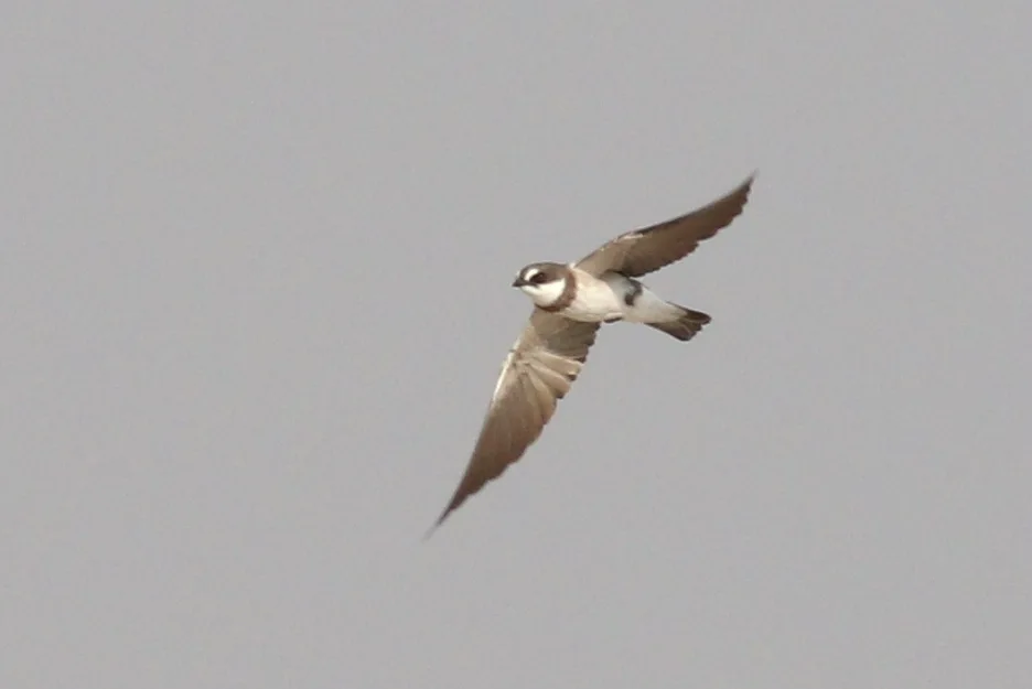 斑沙燕(Neophedina cincta)